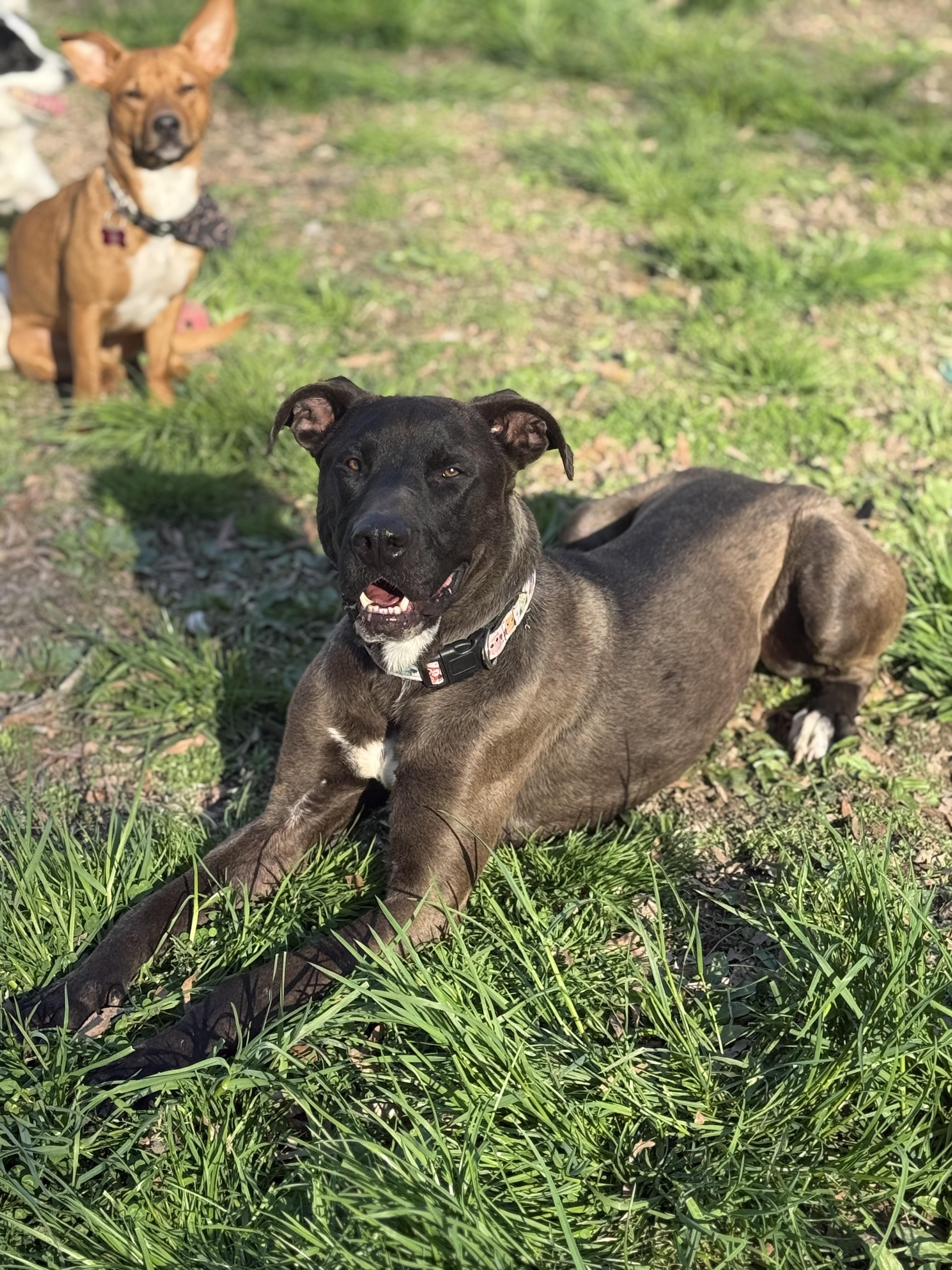 Big Ben, Adoptable, Adult Male Pit Bull Terrier & German Shepherd Dog.