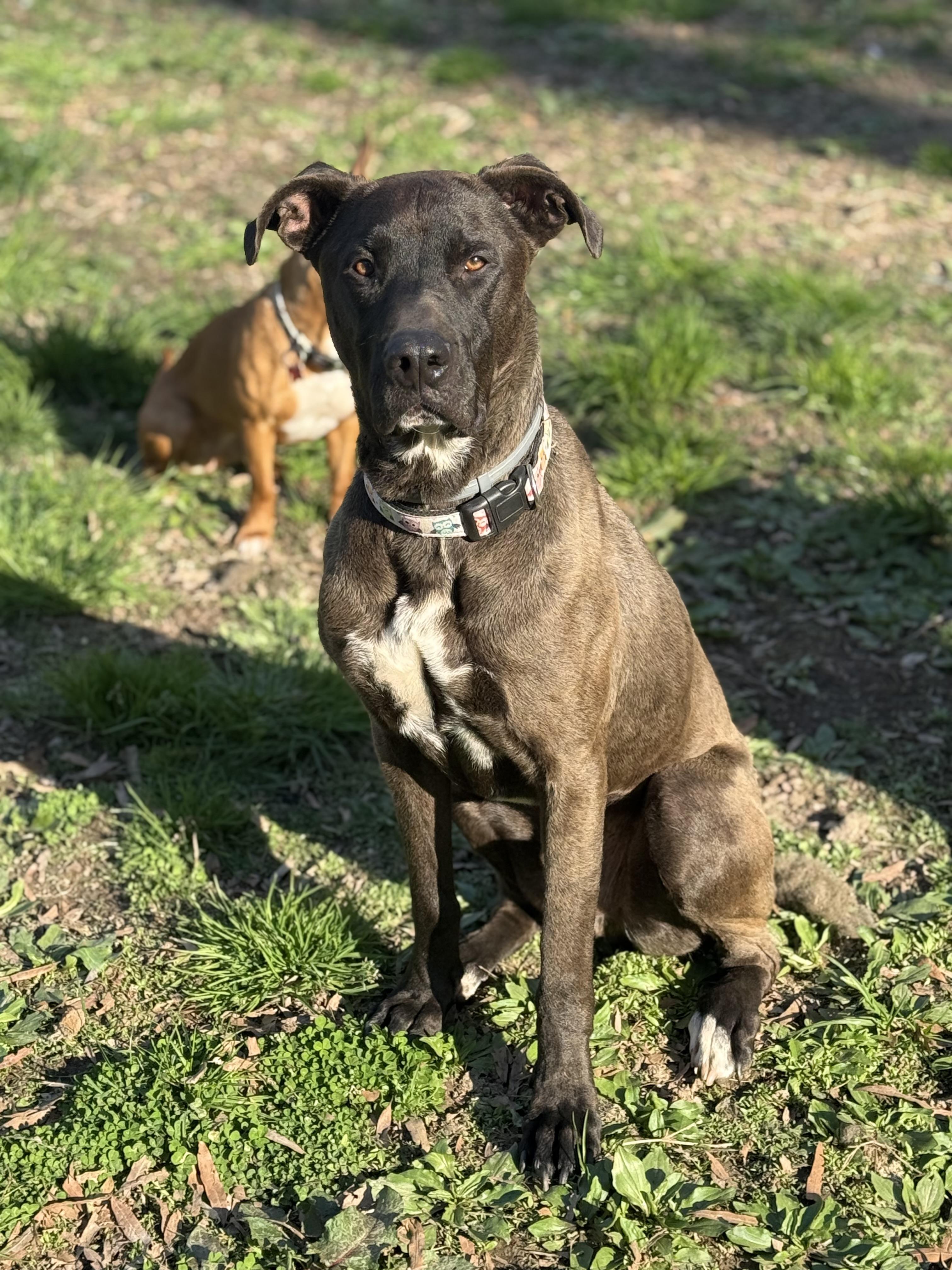 Enlarge Big Ben, a Adoptable mixed breed in Raleigh, NC image 2/6