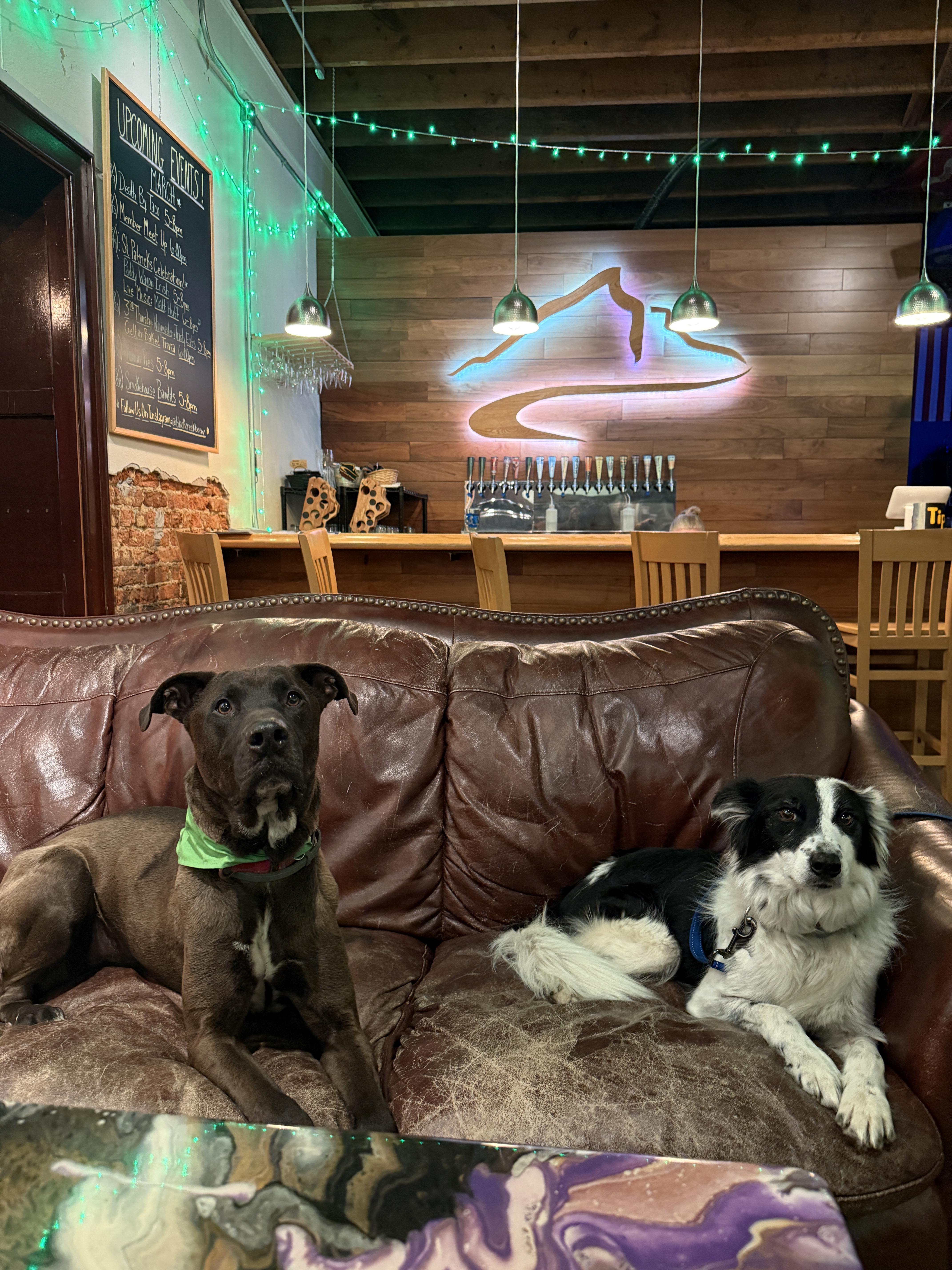 Big Ben, a Adoptable mixed breed in Raleigh, NC image 2/6