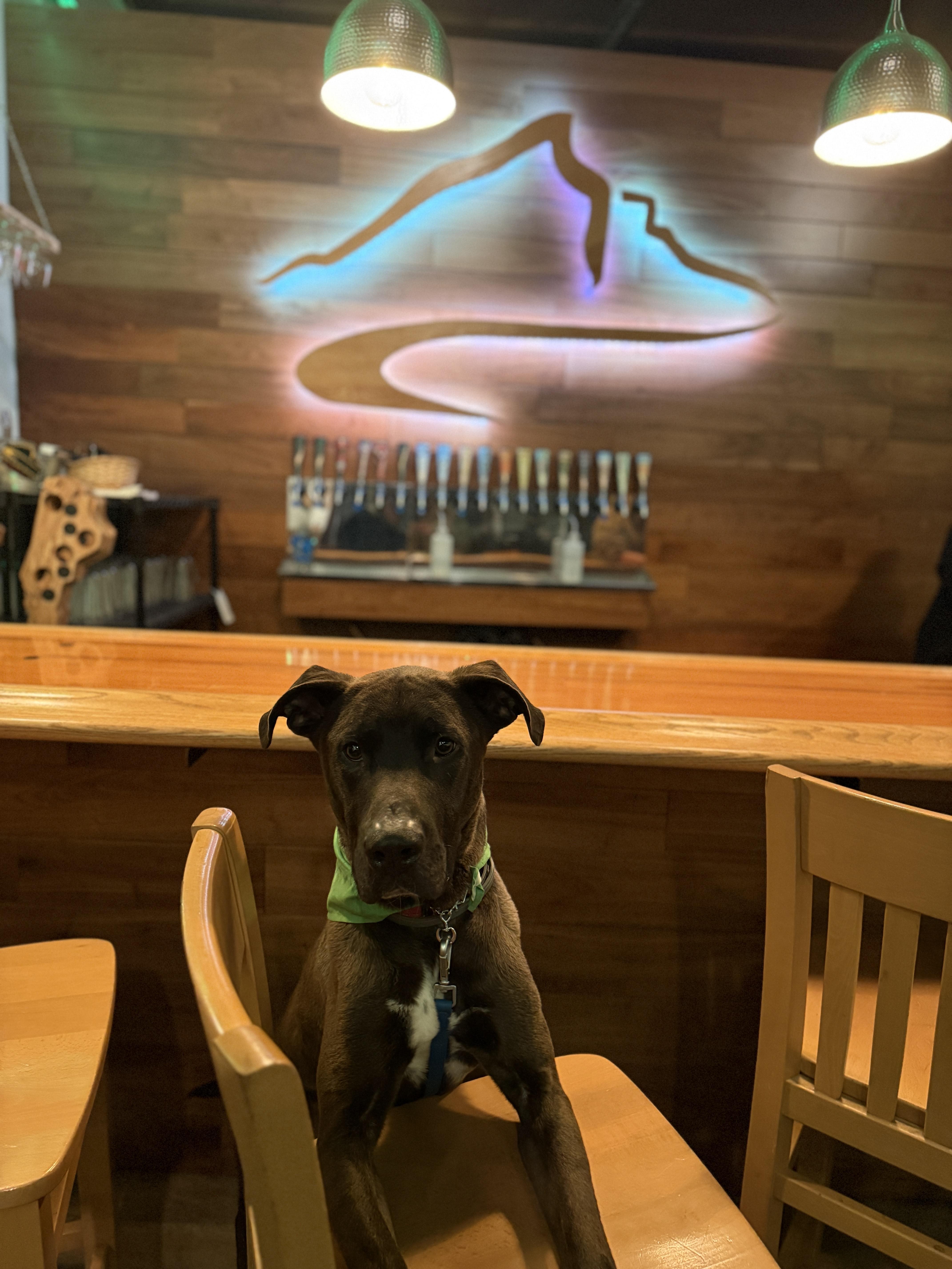 Big Ben, a Adoptable mixed breed in Raleigh, NC image 5/6