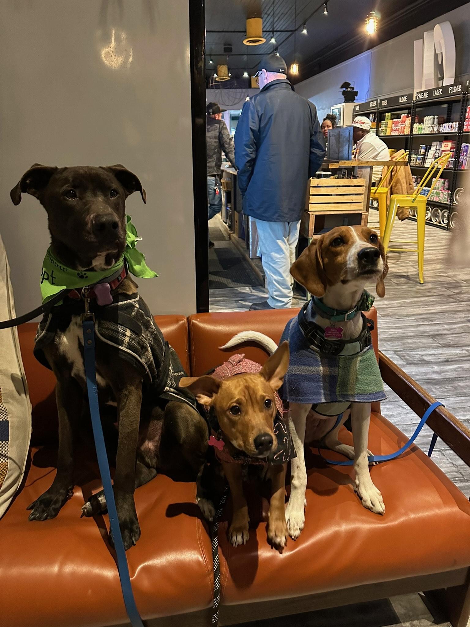Big Ben, a Adoptable mixed breed in Raleigh, NC image 6/6