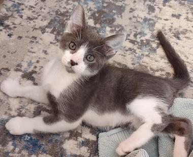 Glacier, ADOPTABLE, Kitten Male Domestic Short Hair.