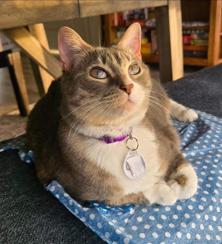 Nina, Adoptable, Adult Female Domestic Short Hair.