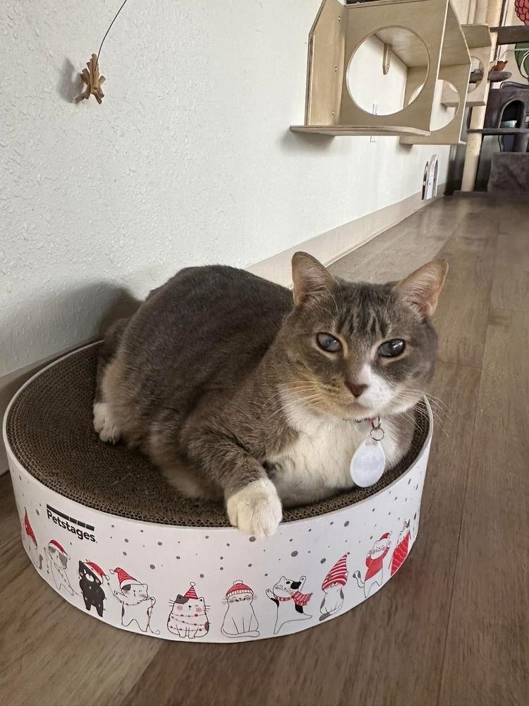 Enlarge Nina, a Adoptable mixed breed in tucson, AZ image 2/6