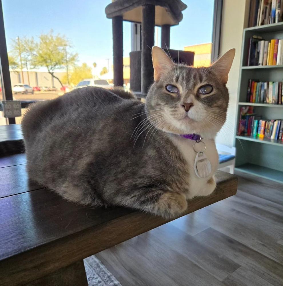 Enlarge Nina, a Adoptable mixed breed in tucson, AZ image 3/6