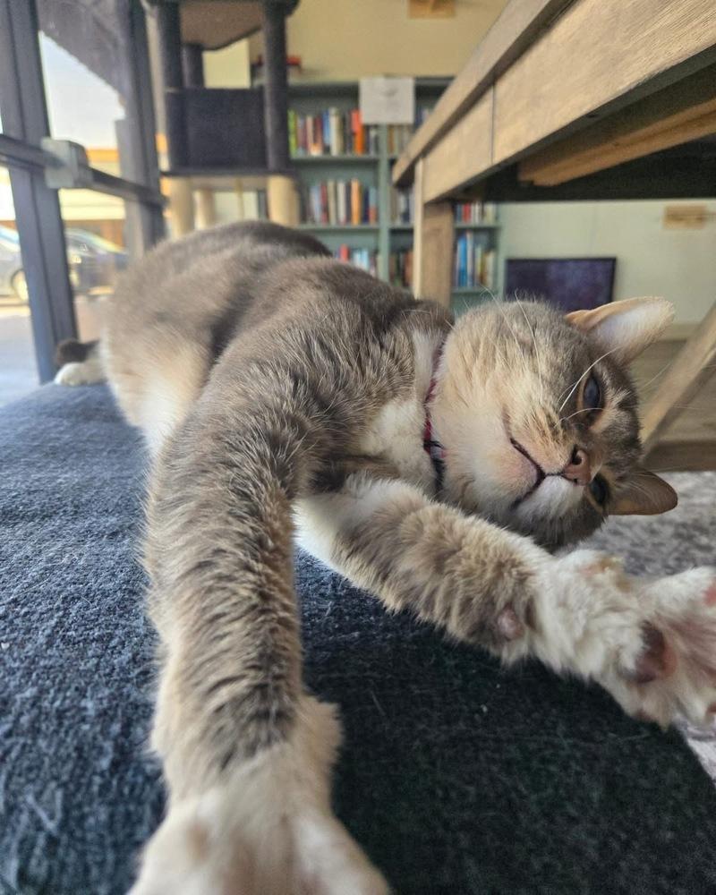 Enlarge Nina, a Adoptable mixed breed in tucson, AZ image 4/6