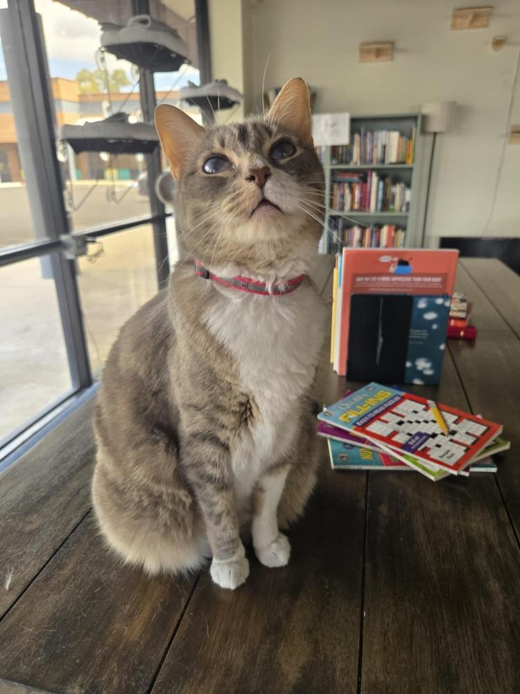 Enlarge Nina, a Adoptable mixed breed in tucson, AZ image 5/6