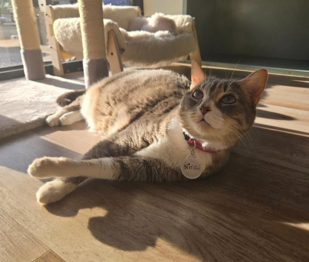 Enlarge Nina, a Adoptable mixed breed in tucson, AZ image 6/6