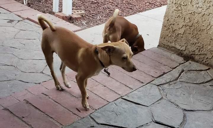 Pip, Adoptable, Young Male Chihuahua.