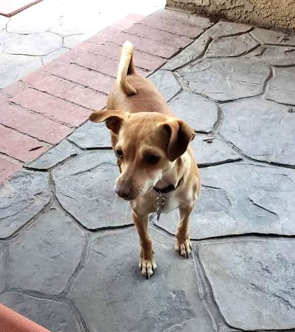 Enlarge Pip, a Adoptable Chihuahua in Ventura, CA image 6/6