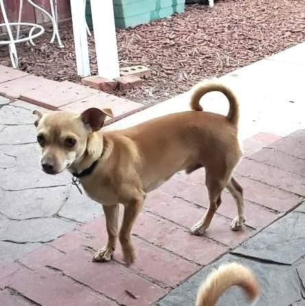 Enlarge Pip, a Adoptable Chihuahua in Ventura, CA image 4/6