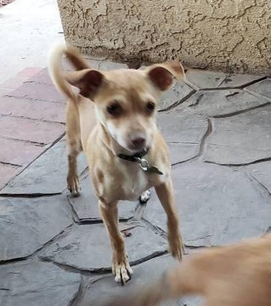 Enlarge Pip, a Adoptable Chihuahua in Ventura, CA image 5/6