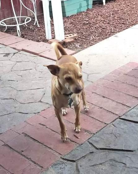 Enlarge Pip, a Adoptable Chihuahua in Ventura, CA image 3/6