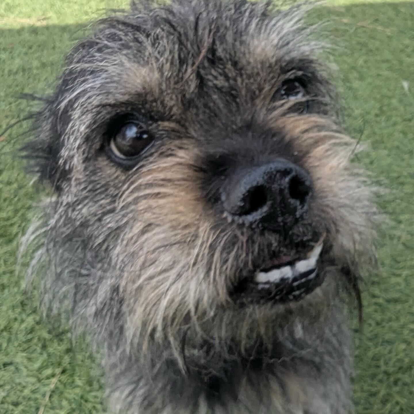 NELSON, Adult Male French Bulldog