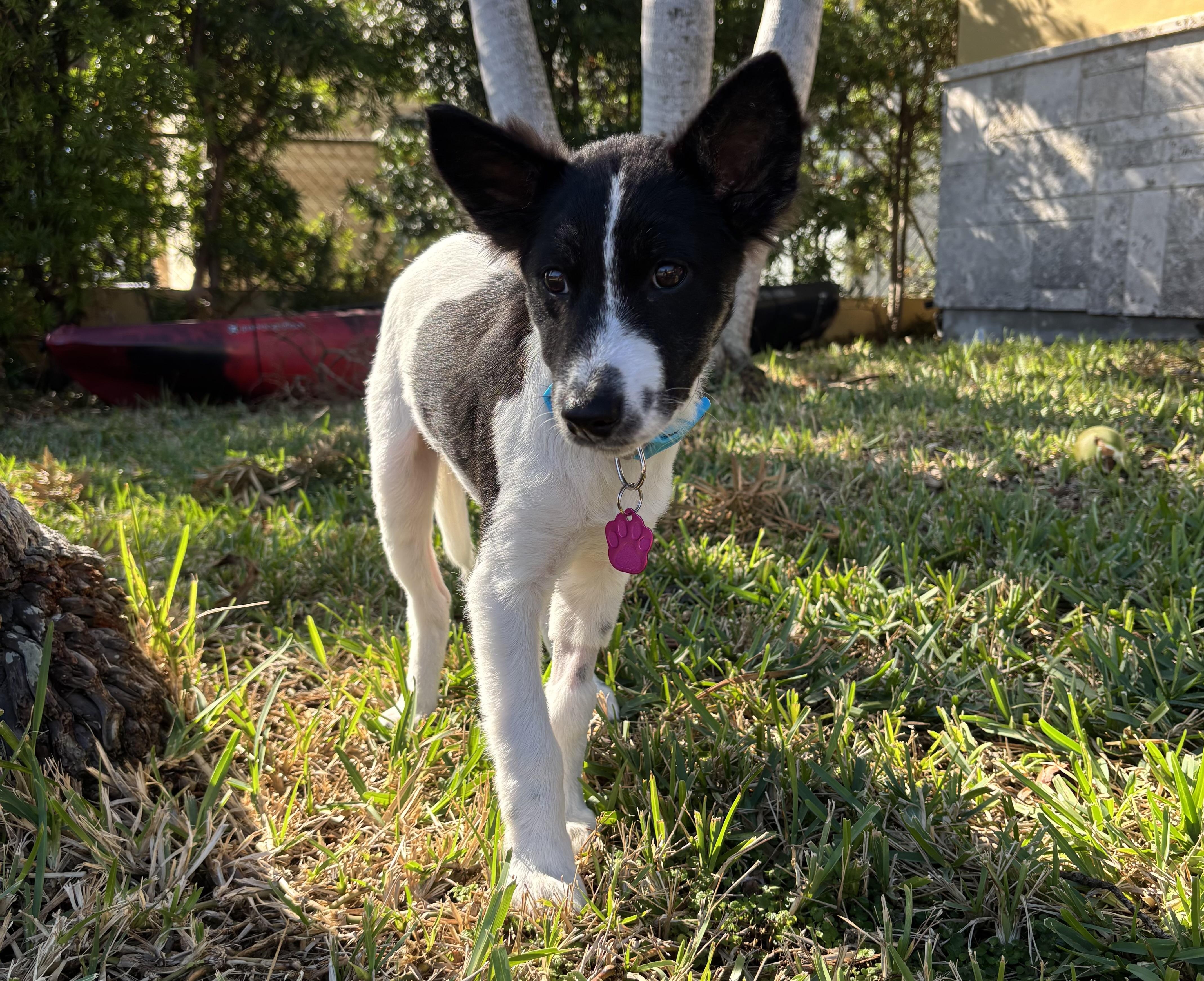 Enlarge Aspen, a Adopted mixed breed in Hollywood, FL image 2/6