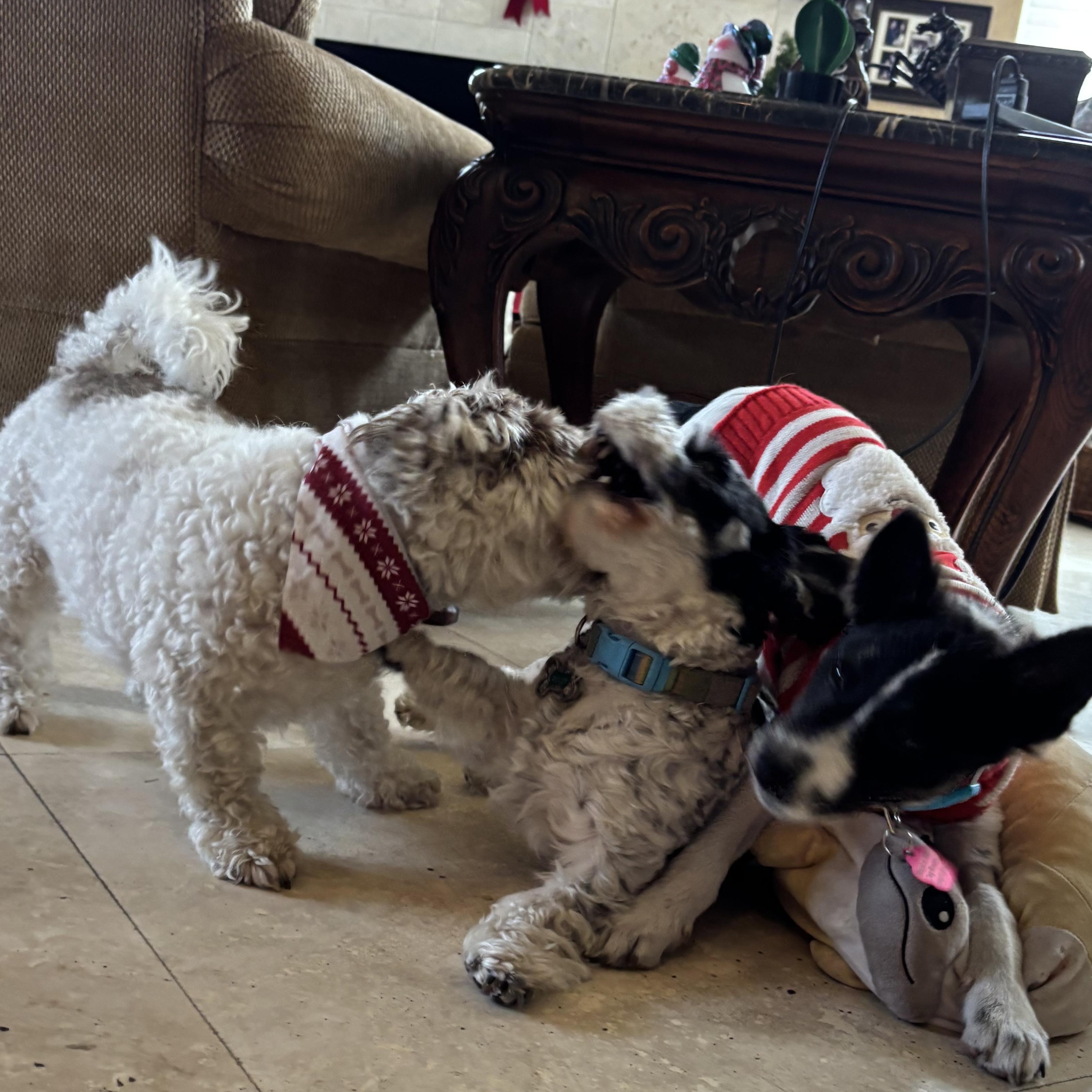 Enlarge Aspen, a Adopted mixed breed in Hollywood, FL image 6/6