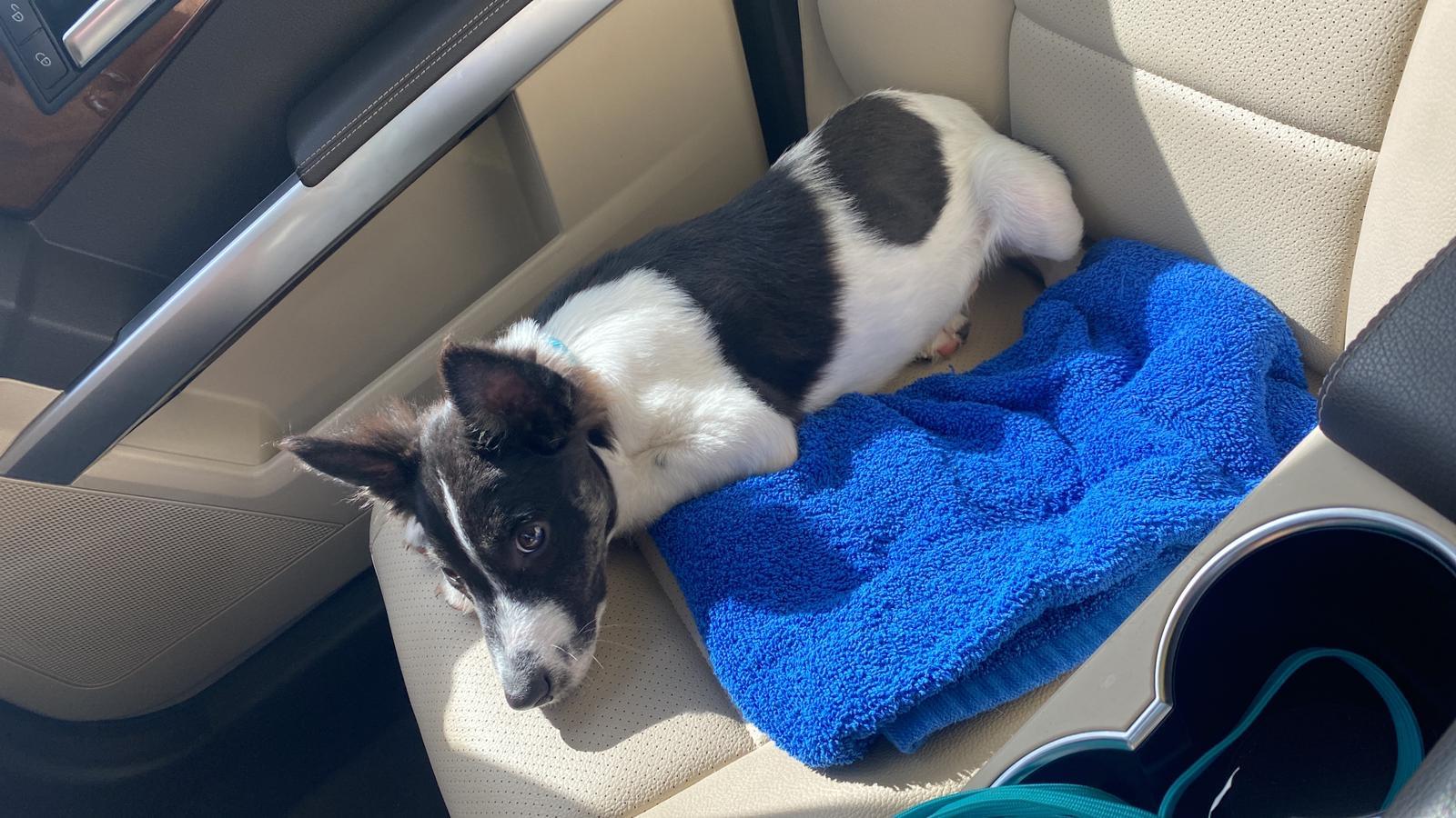 Enlarge Aspen, a Adopted mixed breed in Hollywood, FL image 3/6