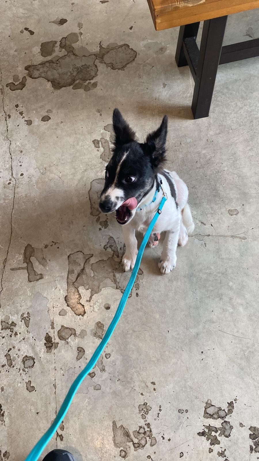 Enlarge Aspen, a Adopted mixed breed in Hollywood, FL image 4/6