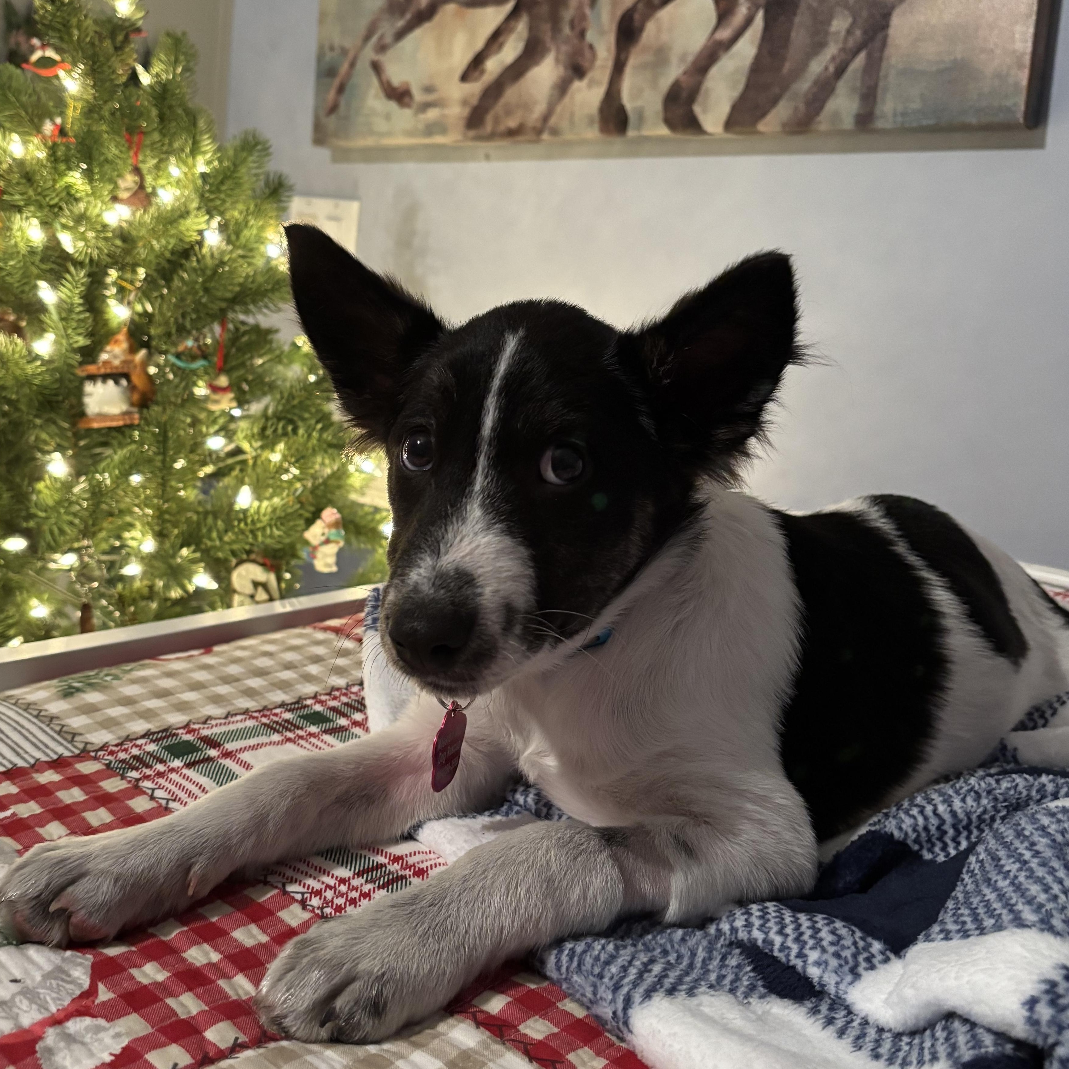Aspen, Adopted, Puppy Male Border Collie.
