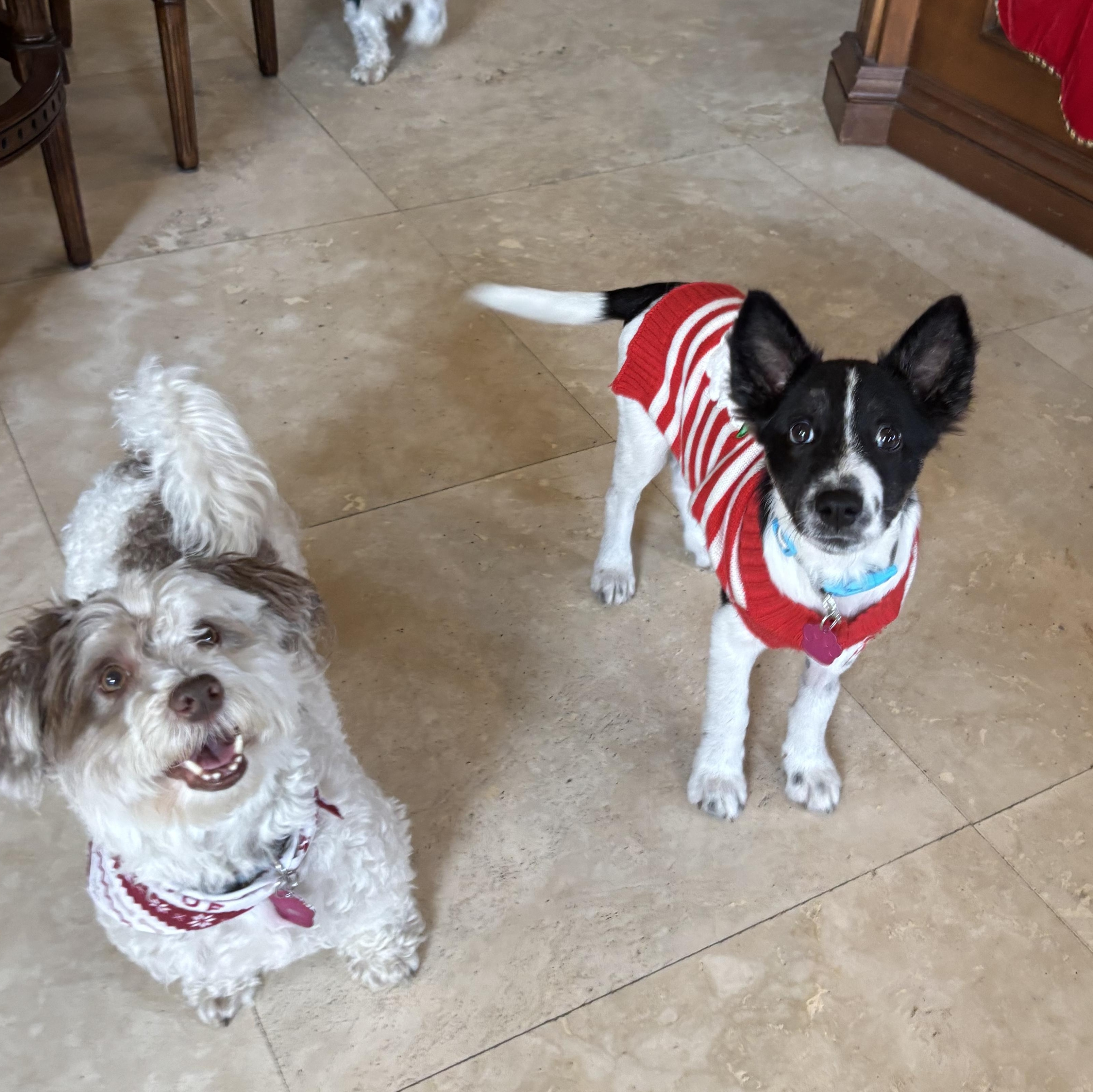 Enlarge Aspen, a Adopted mixed breed in Hollywood, FL image 5/6