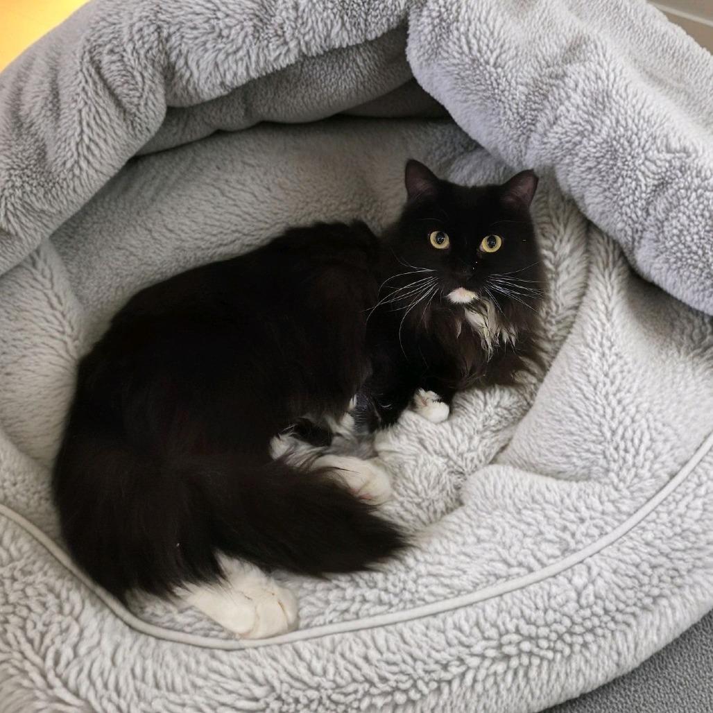 Enlarge Isla, a Adoptable Domestic Long Hair in Norfolk, NE image 1/1