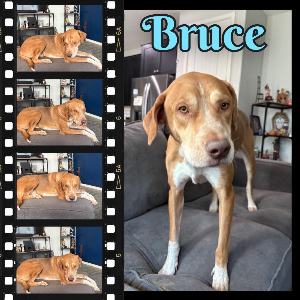 Enlarge Bruce, a Adoptable mixed breed in Mesa, AZ image 1/3