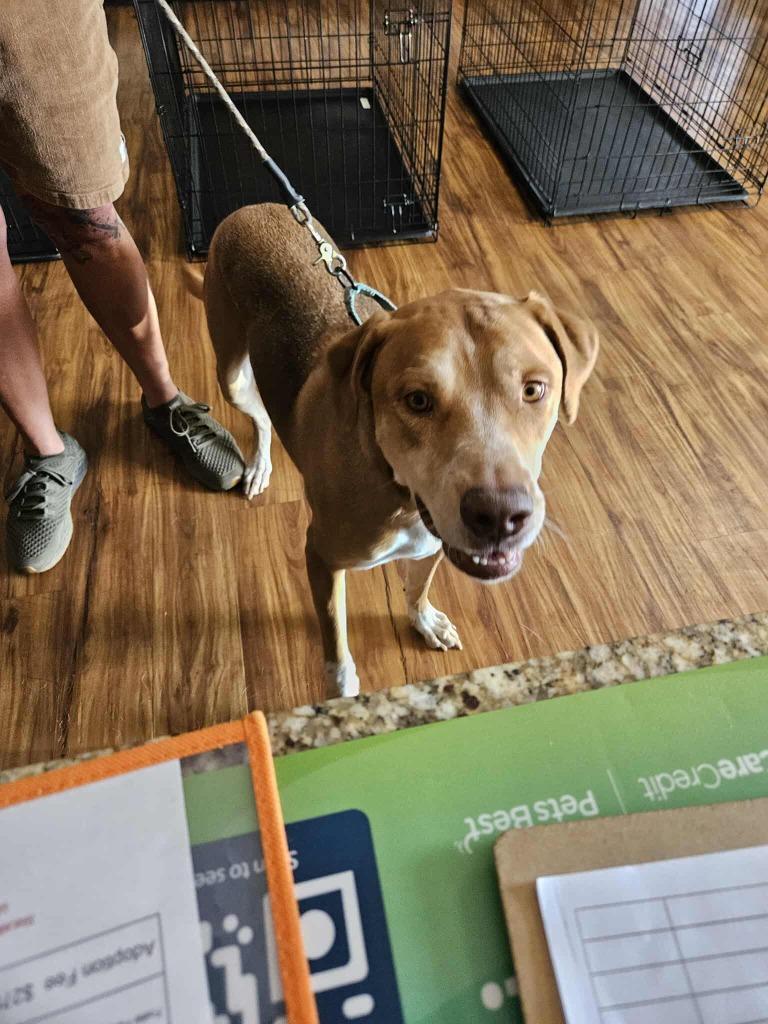 Enlarge Bruce, a Adoptable mixed breed in Mesa, AZ image 2/3