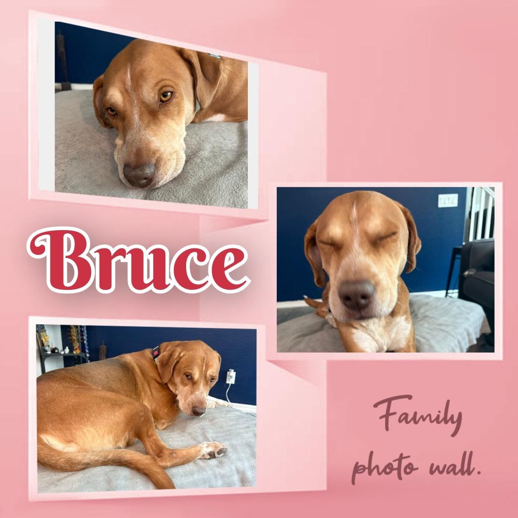 Enlarge Bruce, a Adoptable mixed breed in Mesa, AZ image 3/3