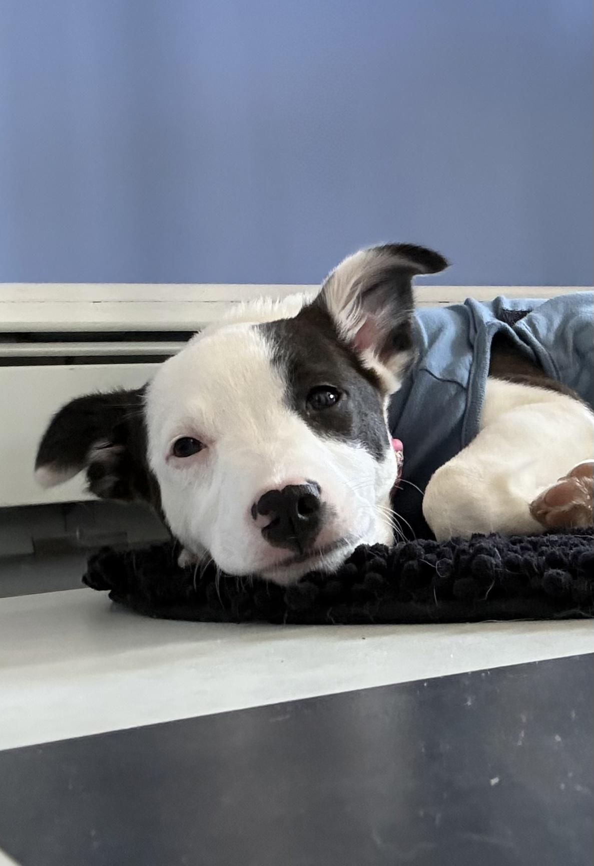 Enlarge Jemma is in Maine!, a Adoptable mixed breed in South Portland, ME image 3/6