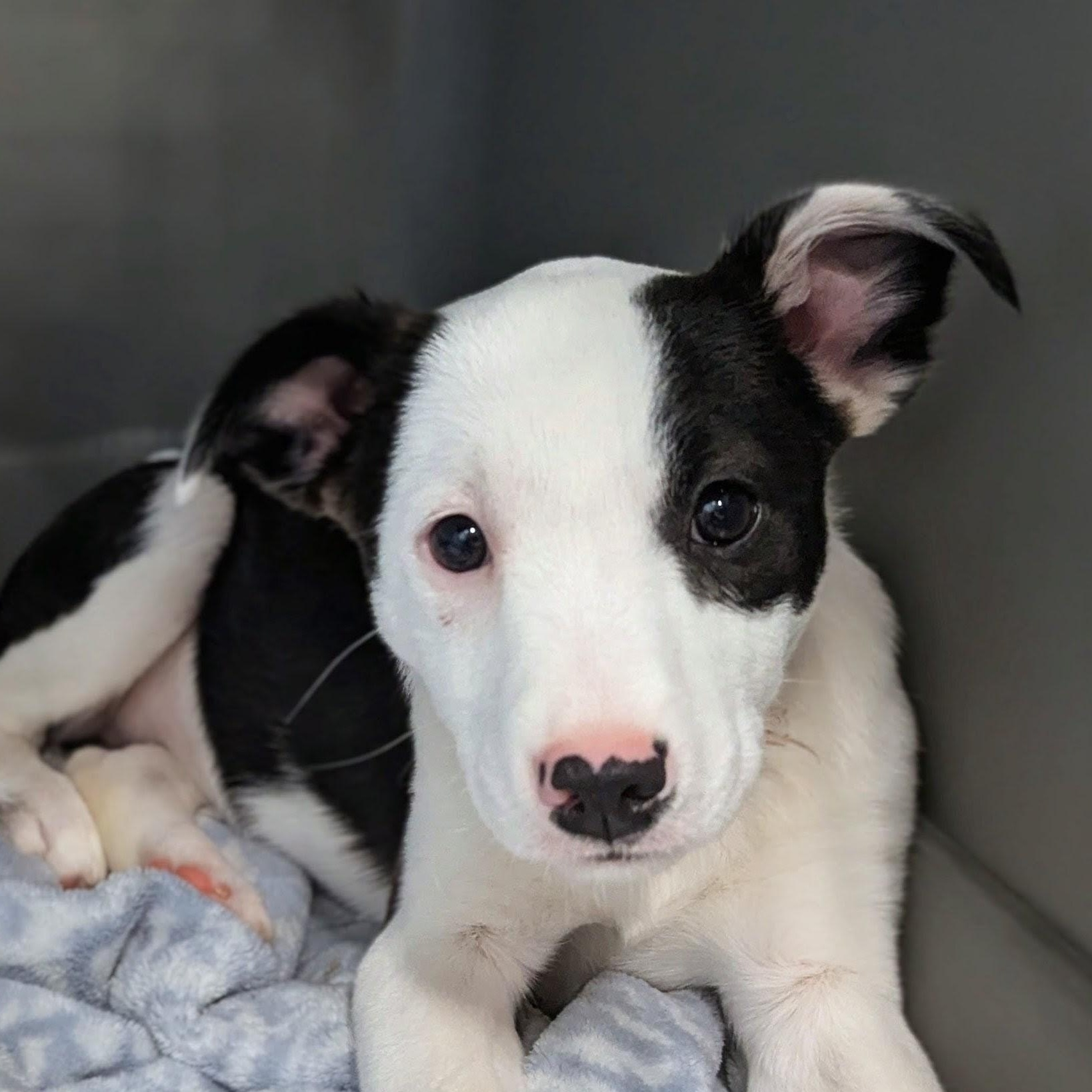 Jemma, Adoptable, Puppy Female Mixed Breed & Border Collie.