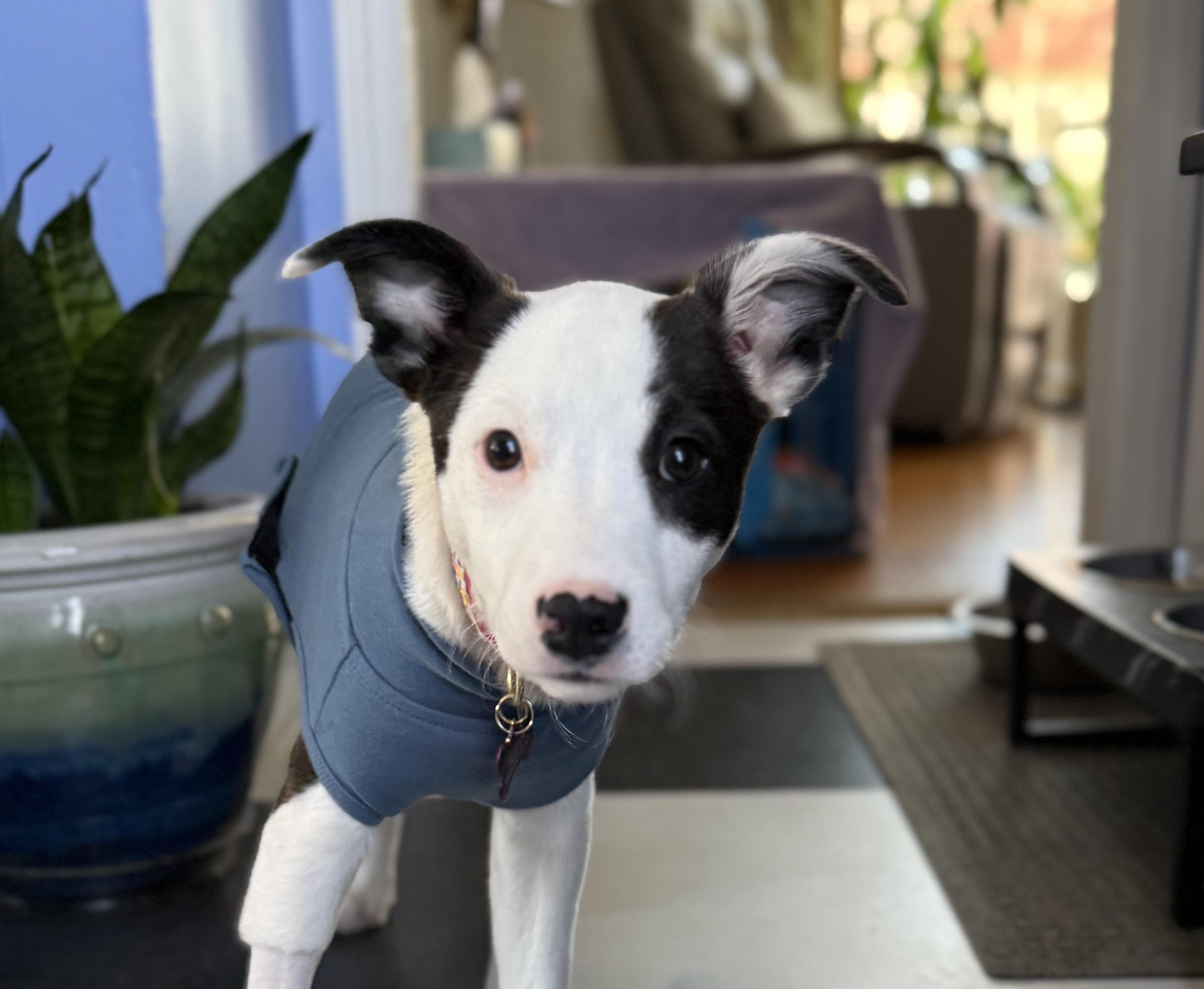 Jemma is in Maine!, Adoptable, Puppy Female Mixed Breed & Border Collie.