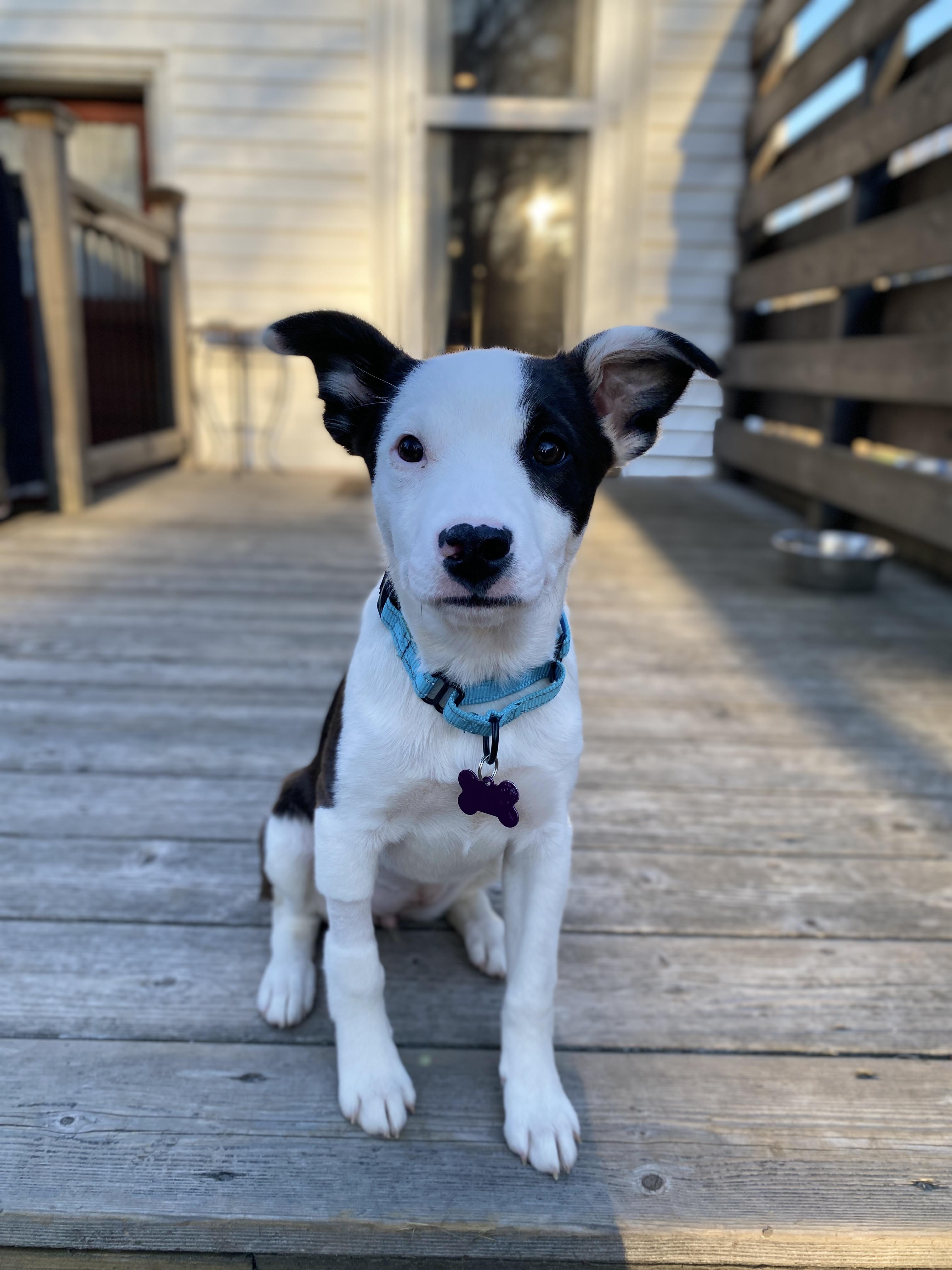 Jemma is in Maine!, Adoptable, Puppy Female Mixed Breed & Border Collie.