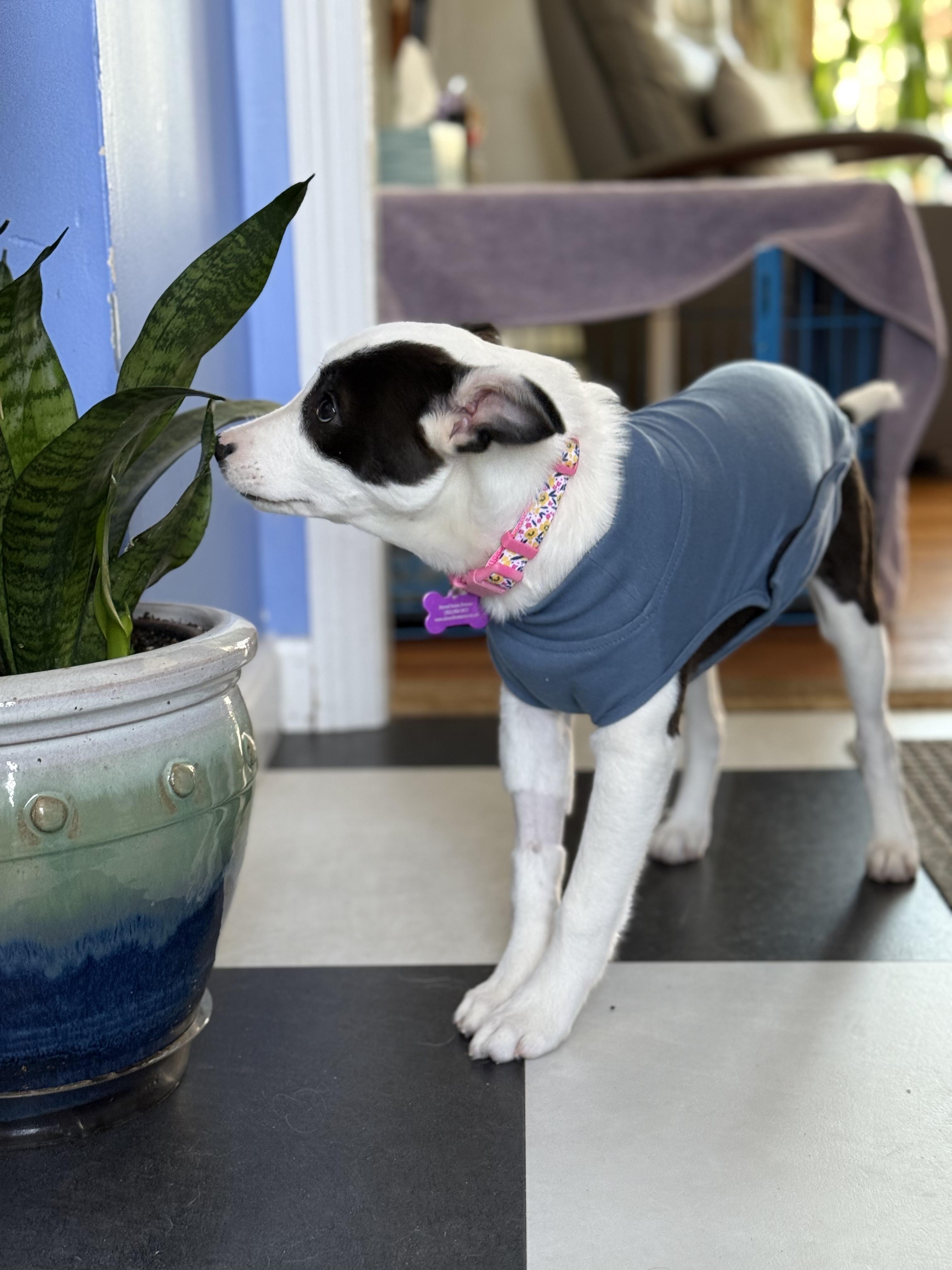 Enlarge Jemma is in Maine!, a Adoptable mixed breed in South Portland, ME image 6/6