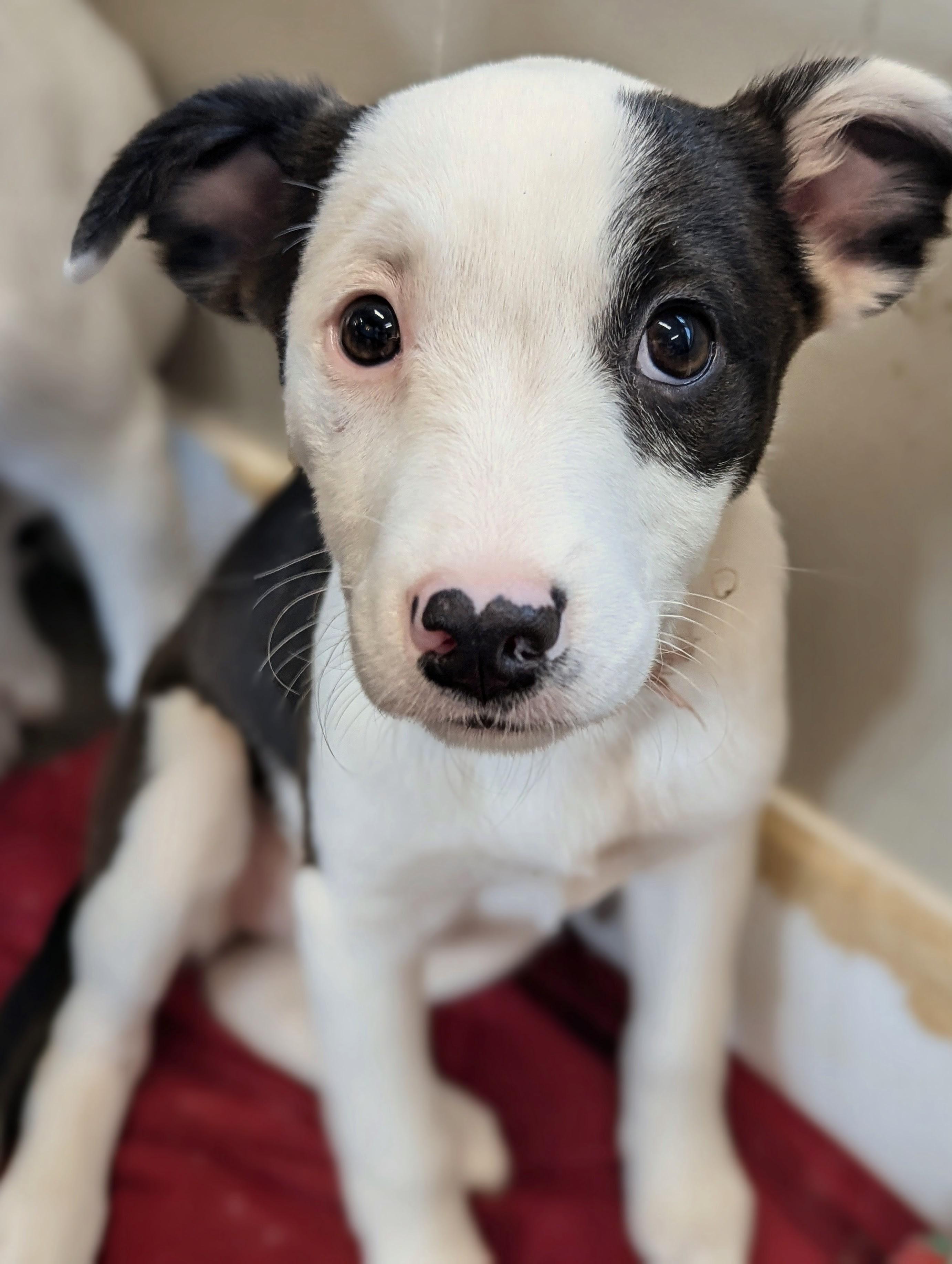 Enlarge Jemma, a Adoptable mixed breed in South Portland, ME image 2/6