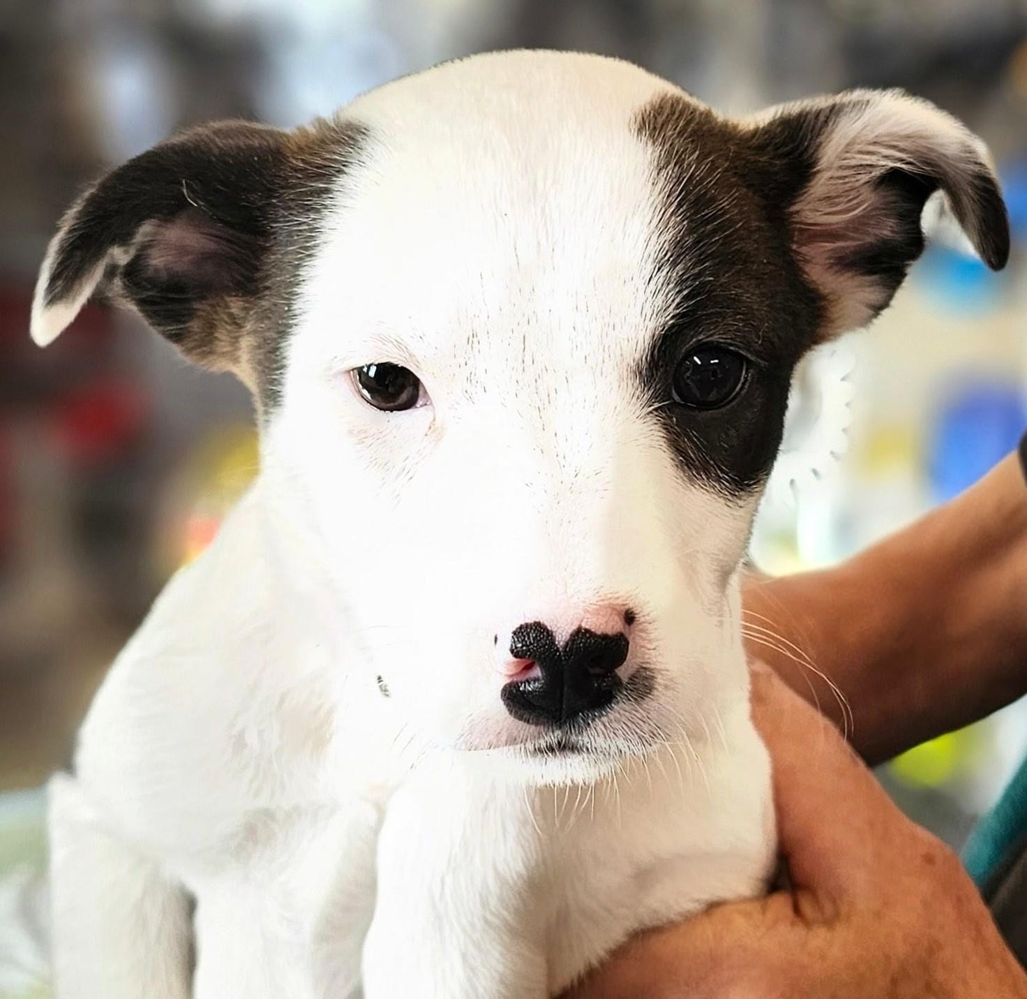 Enlarge Jemma, a Adoptable mixed breed in South Portland, ME image 2/2