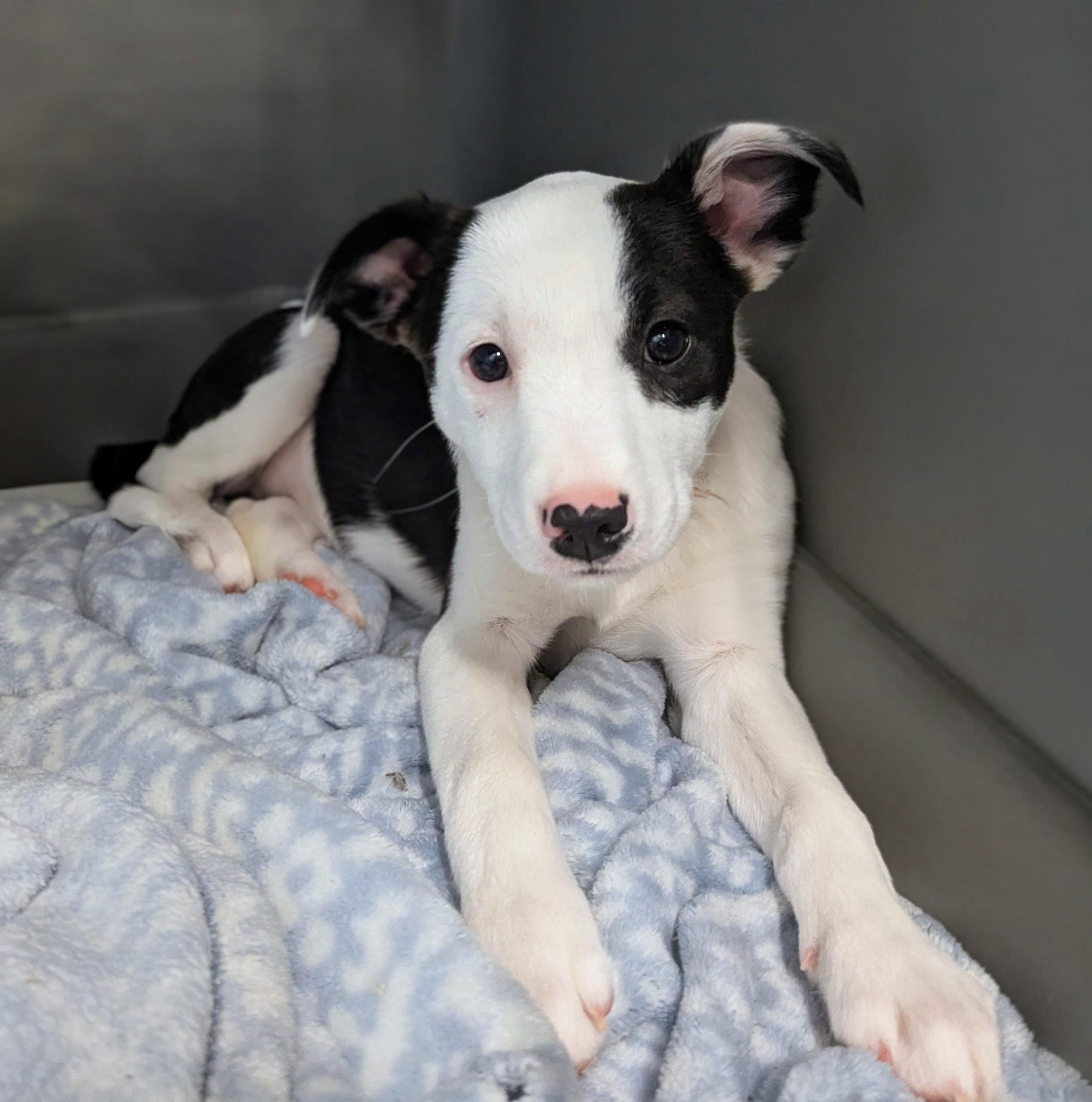 Enlarge Jemma, a Adoptable mixed breed in South Portland, ME image 3/6