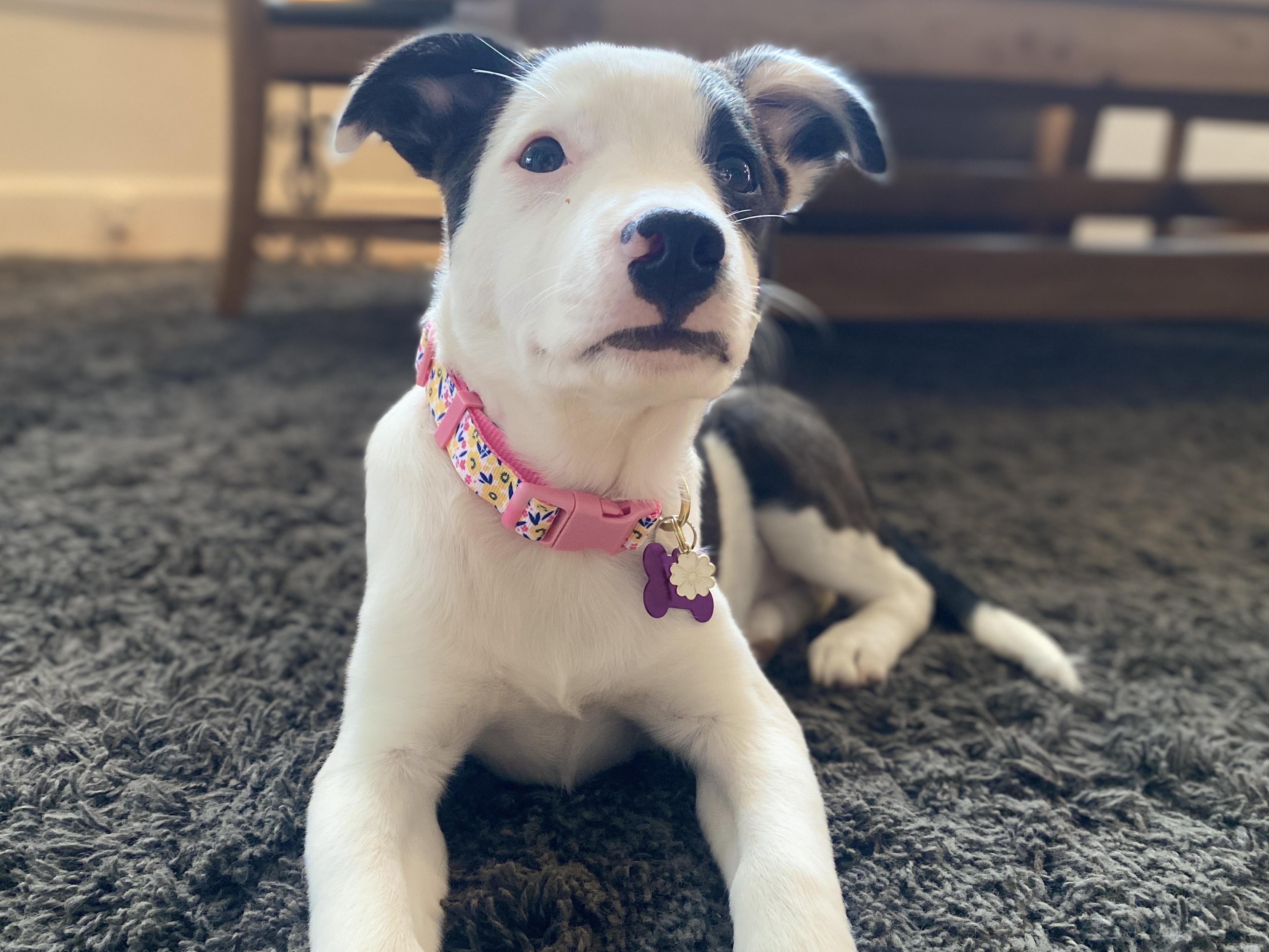 Enlarge Jemma is in Maine!, a Adoptable mixed breed in South Portland, ME image 2/6