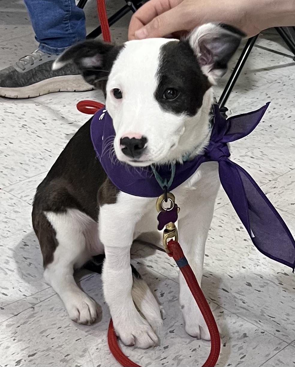 Enlarge Jemma is no longer accepting applications!, a Adoptable mixed breed in South Portland, ME image 2/6