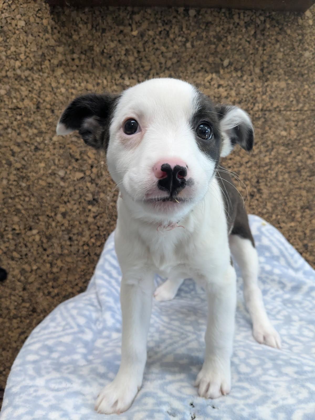 Jemma, Adoptable, Puppy Female Mixed Breed & Border Collie.