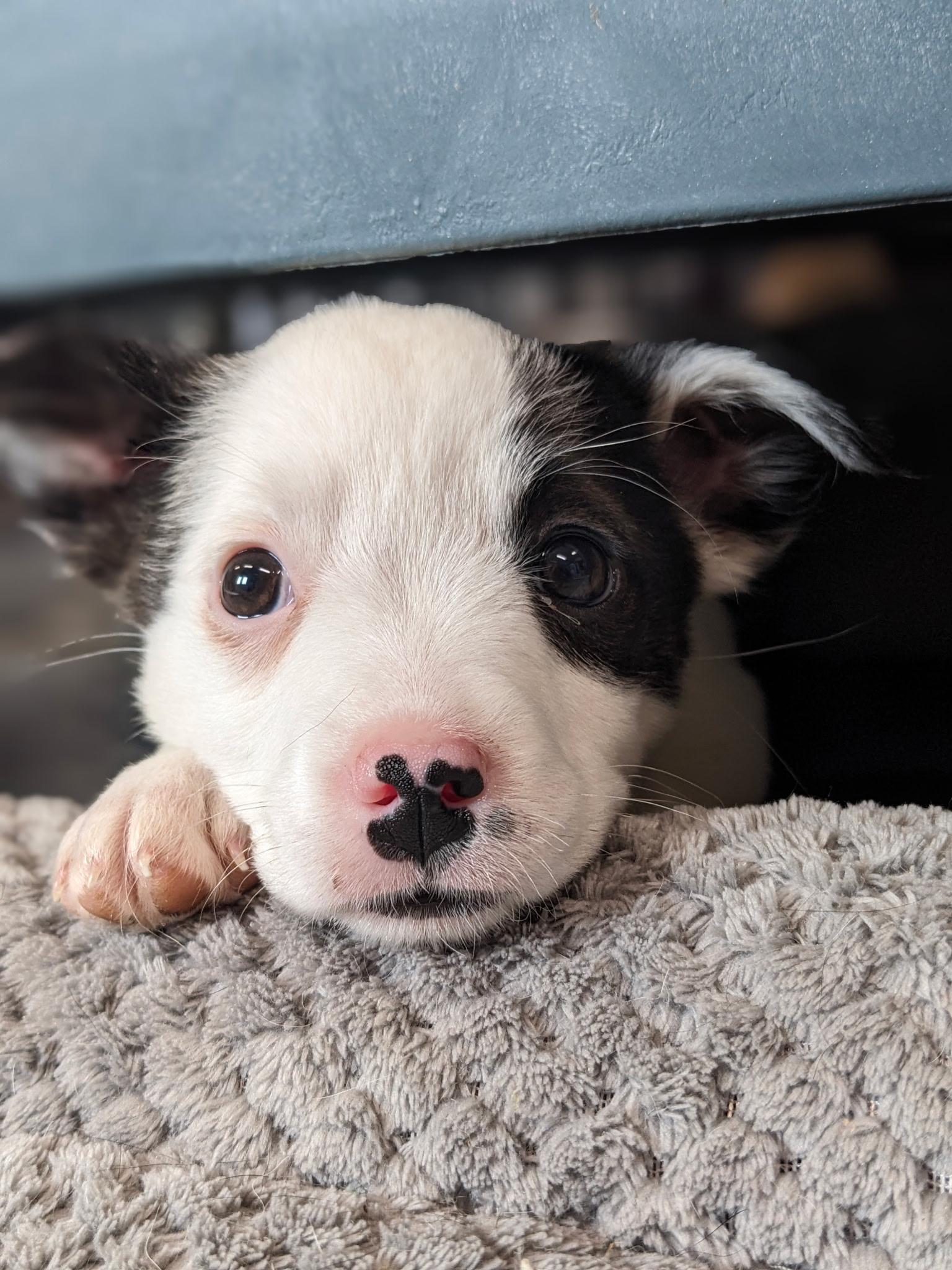 Enlarge Jemma, a Adoptable mixed breed in South Portland, ME image 6/6