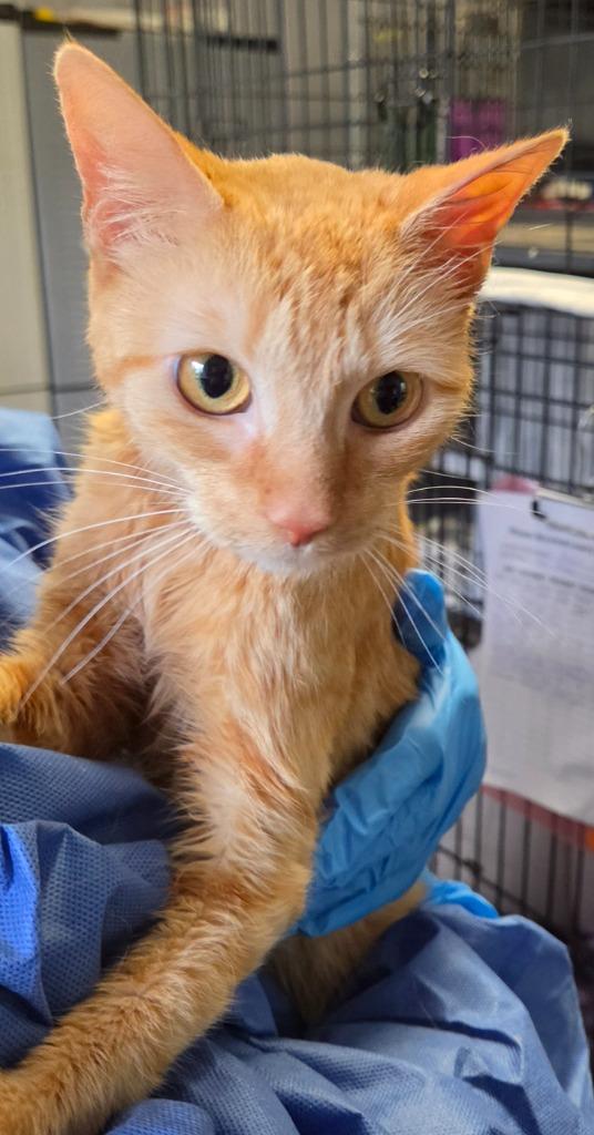 2026-92 Tangerine, Adoptable, Young Female Domestic Short Hair.