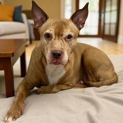 Enlarge Pixie, a Adoptable mixed breed in Cumberland, MD image 1/1