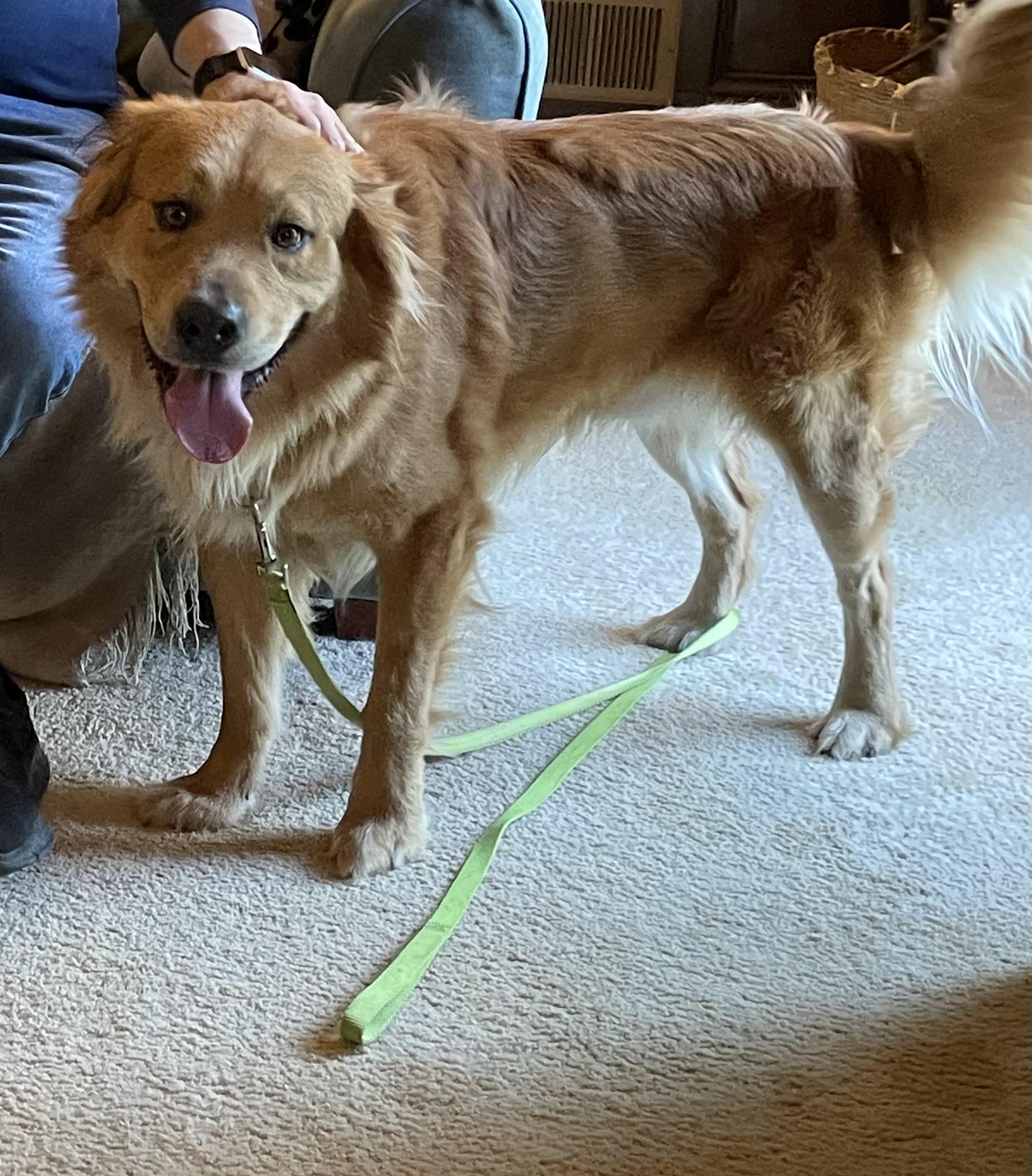 Enlarge Varsity, a ADOPTABLE mixed breed in East Haddam, CT image 2/6