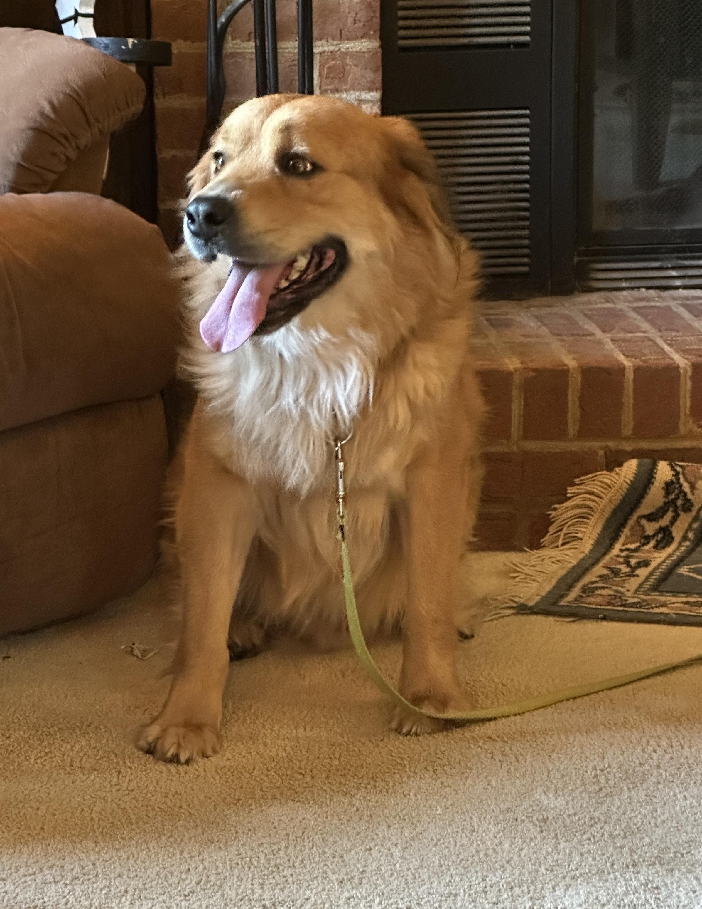 Enlarge Varsity, a ADOPTABLE mixed breed in East Haddam, CT image 4/6