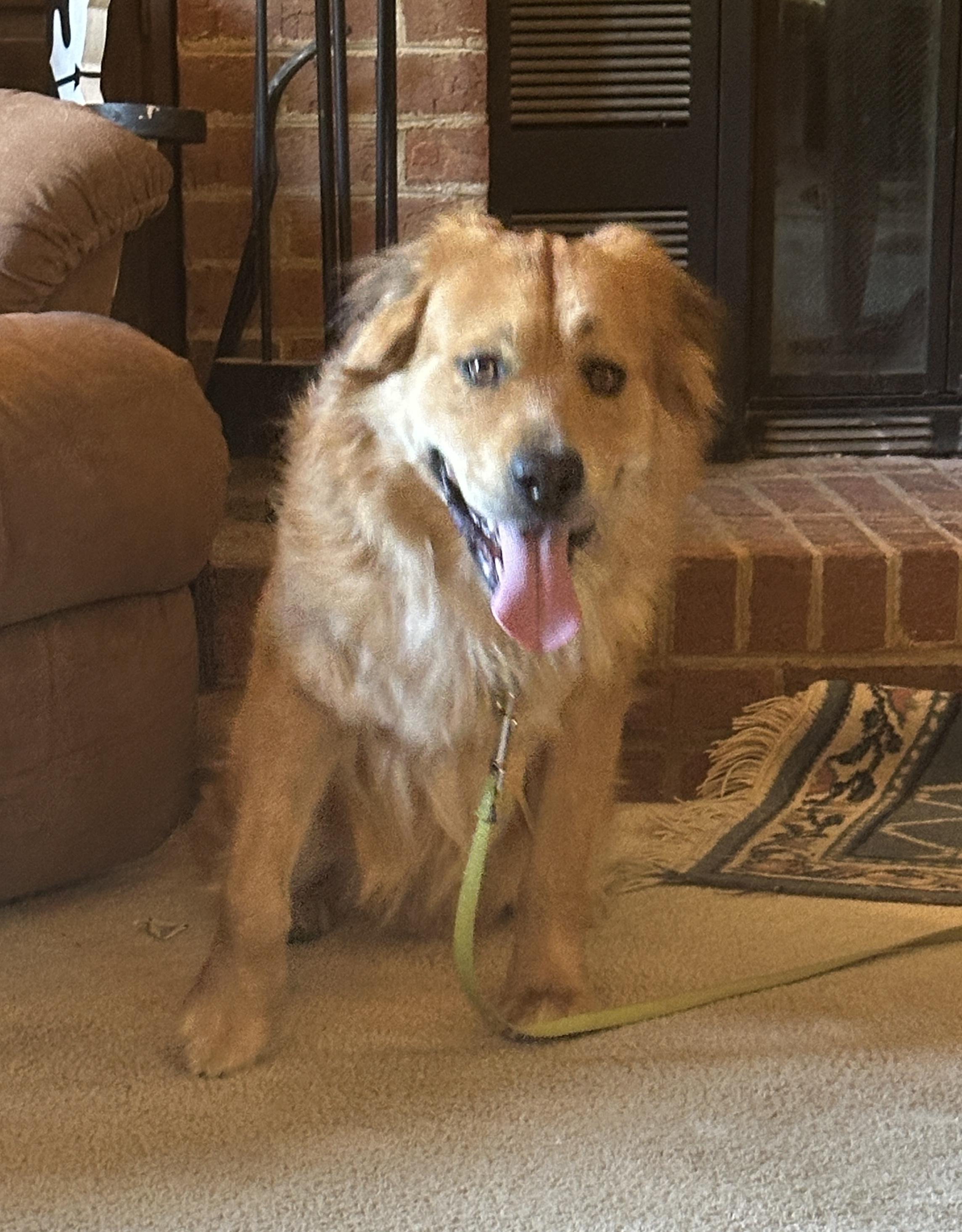 Varsity, ADOPTABLE, Senior Male Golden Retriever.