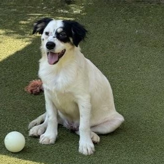 tilbury, Adoptable, Puppy Male Terrier.