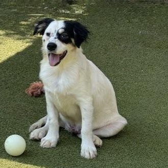 tilbury, a Adoptable mixed breed in Houston, TX image 2/5