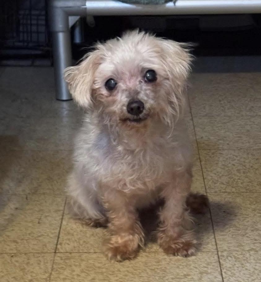 Coconut, Adoptable, Senior Female Poodle (Toy).