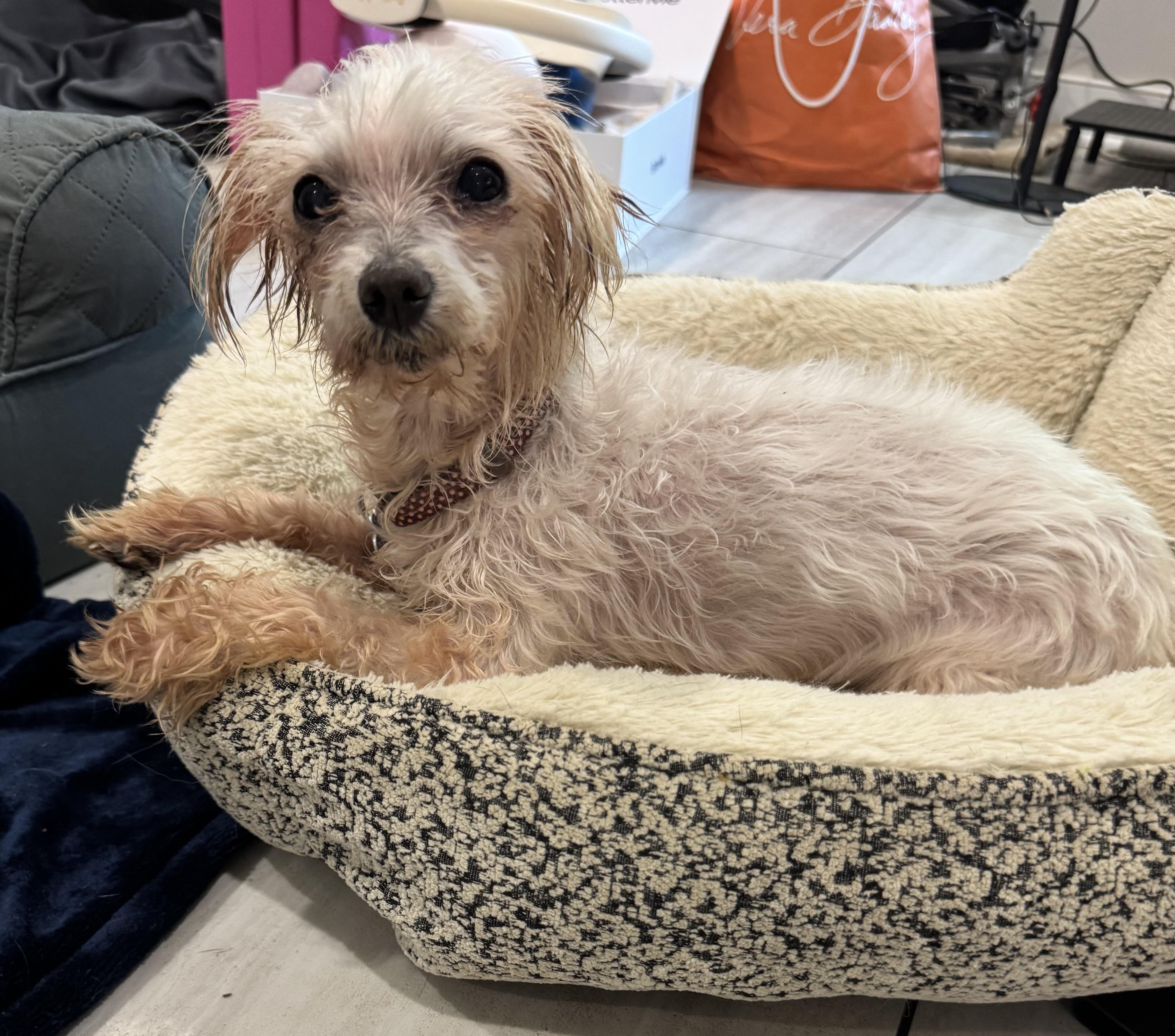 Coconut, a Adoptable mixed breed in Rockville, MD image 3/4