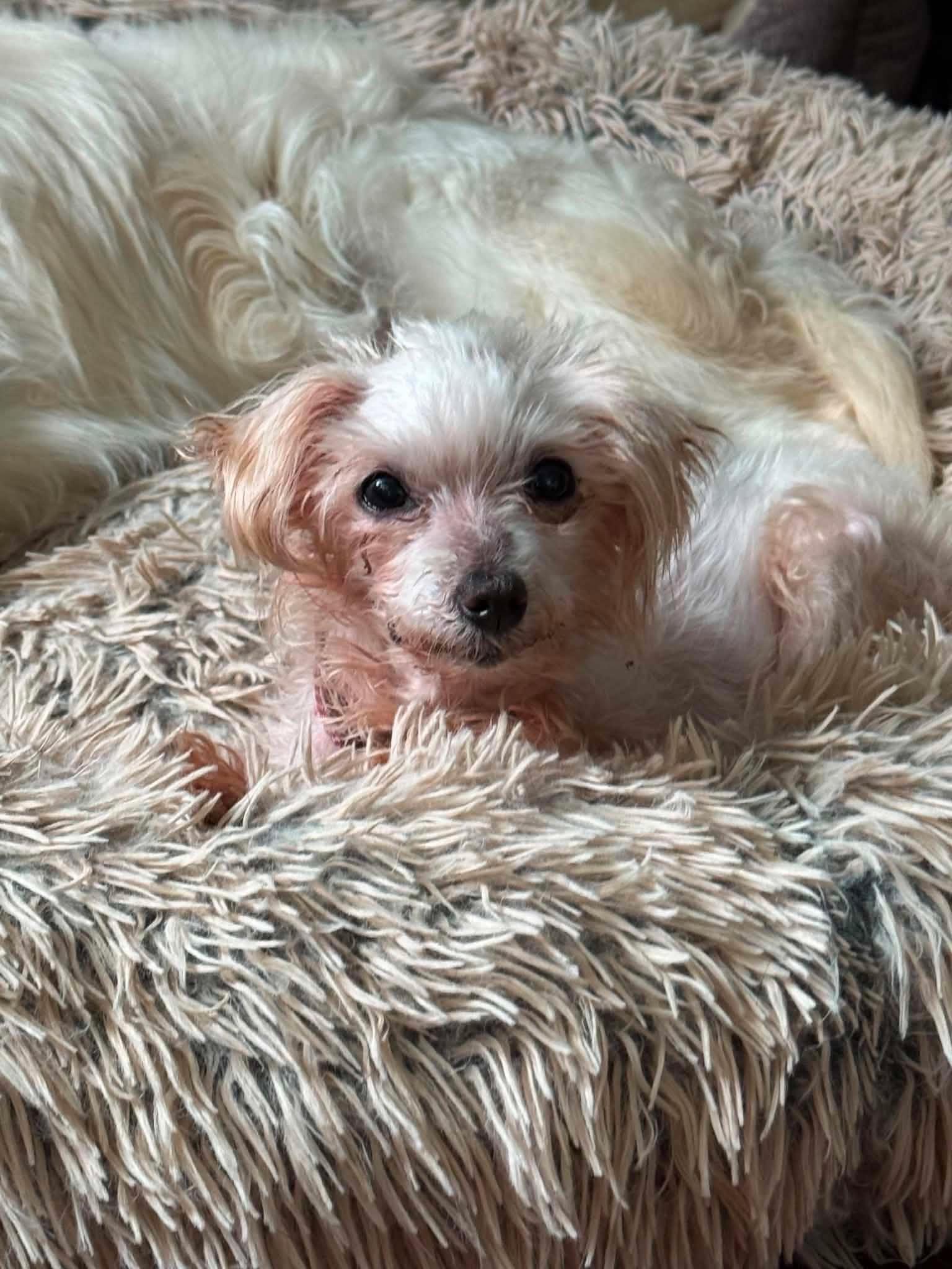 Coconut, a Adoptable mixed breed in Rockville, MD image 4/4